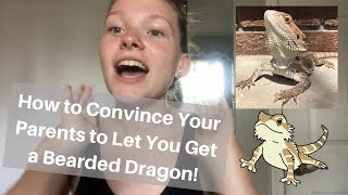 How to Convince Your Parents to Let You Get a Bearded Dragon! (Any small pet works too!)