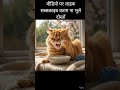 चतुर बिल्ली#viral #trending #comedy #funny #youtubeshorts #shorts #reels #memes #music