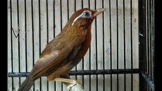 cukup 3 menit, pancingan wambi gacor, wambi manapun bakalan nyaut, cukup 3 menit