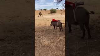 The Lions Were Relaxing Then This Happened