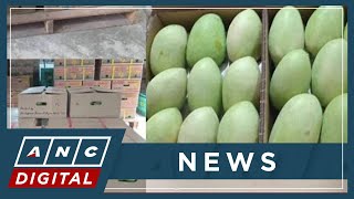 Philippine Mangoes Make Historic Italy Debut Anc