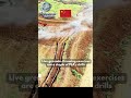🔴Chinese 🇨🇳 PLA Marine Corps trench-clearing drills ( videos of 2025 and 2026 👇👇👇)
