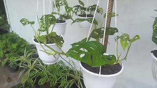 Monstera on Hanging Planters