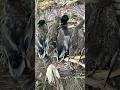 #goosehunting crazy day of duck hunting #duckhunting