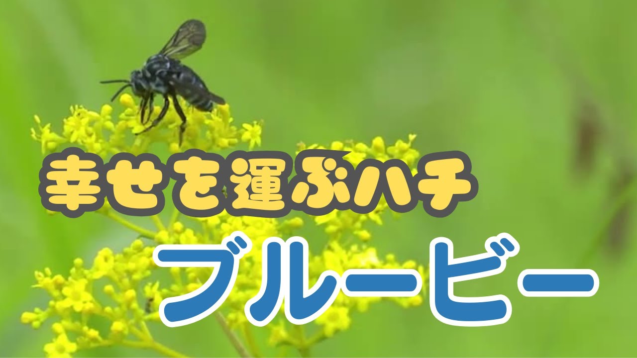 幸せを運ぶ「ブルービー」と秋の花 三原村』こうちeye2023/8/29放送