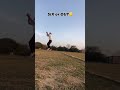 Six or out cricket #cricket #cricket #cricket #cricket #cricket #cricket #cricket