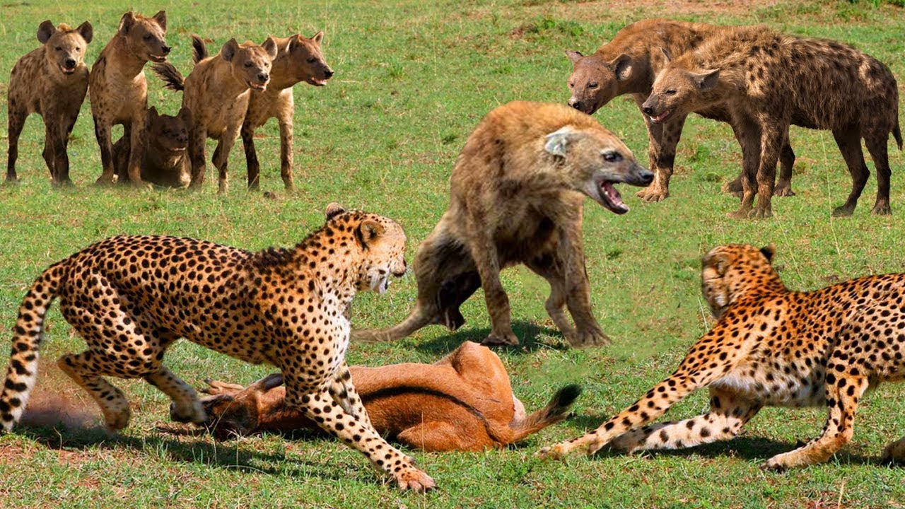 Hyena VS Cheetah Family - Male Hyena Receives Bitter Outcome When