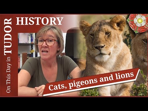 November 10 - Cats, pigeons and lions