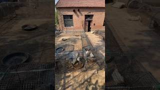 🔥 Rural Free-Range Chicken Farming in Tunnel Style 🐔🏕️ #chicken #villagelife #range