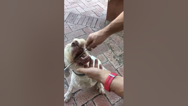 Morso: Come prendere la misura delle fauci del cane