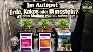 Welches Medium liefert im Autopot die besten Ergebnisse?