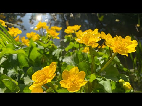 Video: Marsh Marigold - Oqlangan Primrose
