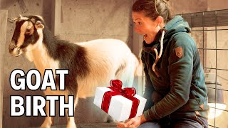 Heartbroken Goat Gets a Happy Ending!