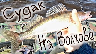 :    , zander Volkhov river