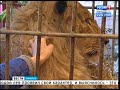 Спасённый лев Симба из Иркутского района справляет новоселье