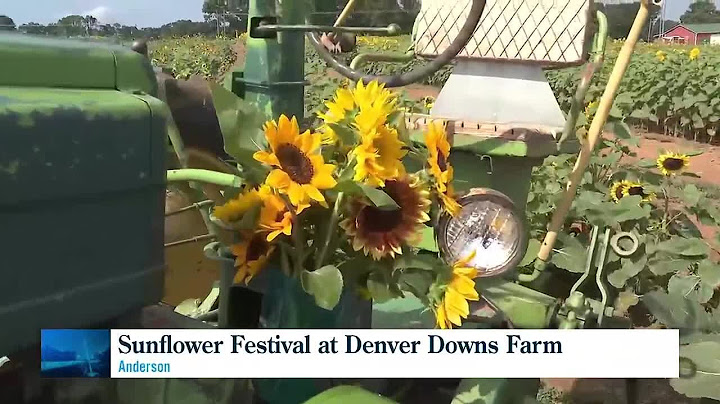 The Upstate's largest Sunflower Festival is back for year 7!