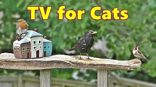 Cat TV ~ Little Bird Village ⭐ 8 Hours ⭐