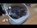 【ペルシャ猫】ニコの新しいトイレのはなし