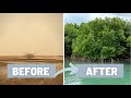 How to Plant a Mangrove Forest and Why it is Important - Mangrove of Casamance, Senegal, West Africa