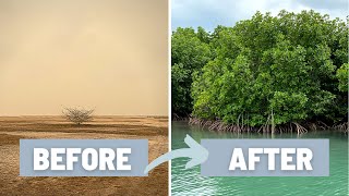 How to Plant a Mangrove Forest and Why it is Important  Mangrove of Casamance, Senegal, West Africa