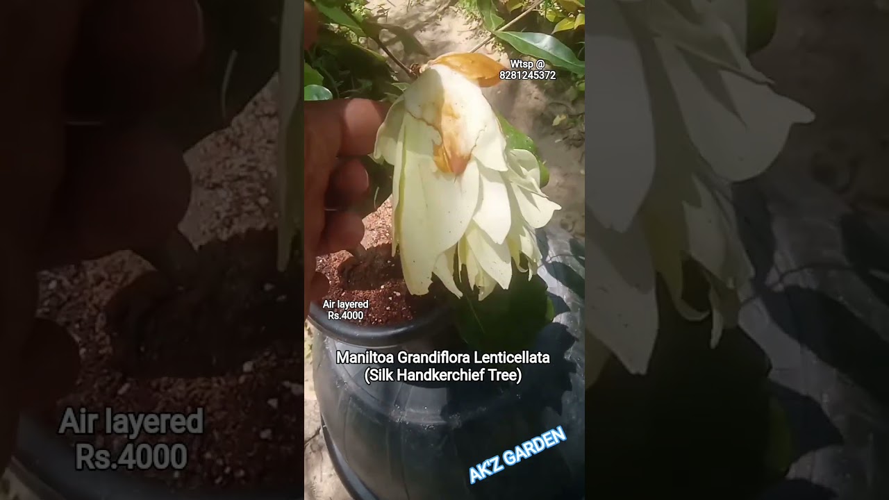 Maniltoa Grandiflora Lenticellata - Cynometra lenticellata - Silk Handkerchief Tree 