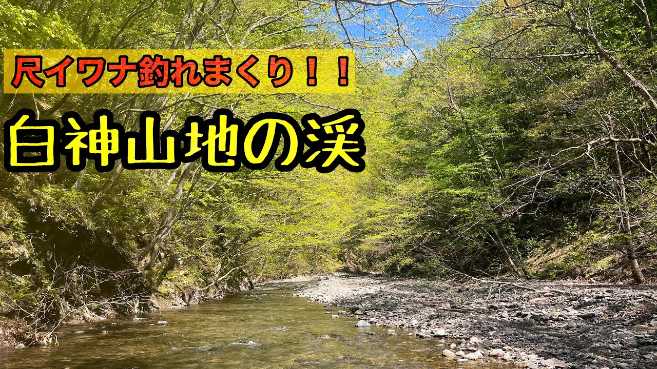 【GW東北遠征】白神山地の渓流は釣れるイワナ全部デカイ！！