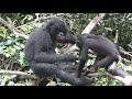Social Plays in Wild Infant Bonobos!