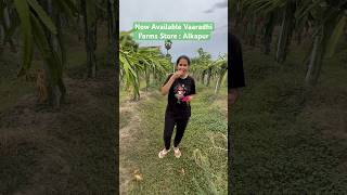 Short 57 | Natural Dragon Fruit | Vaaradhi Farms Store | Alkapur
