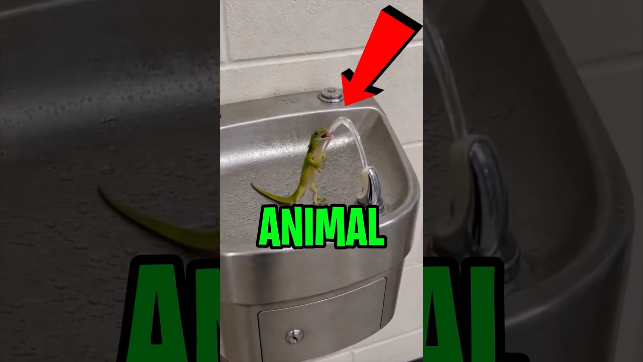 IMAGINE que tu as TROUVÉ un PETIT ANIMAL et qu’il a TRÈS SOIF. Auquel DONNERAIS-TU DE L’EAU ? 😨