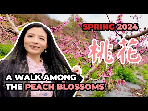 🌸🚶‍♀️A Walk Among The Peach Blossoms | Spring 2024