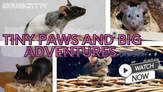 Tiny Paws and Big Adventures: Meet Jerry, Milka, Toffee, and Black Mouse - MouseCityQuickTV