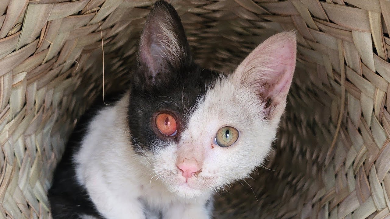 Furry Guardians is live!