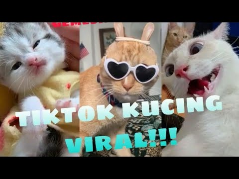 IMUT BANGET!! Kucing lucu dan imut main tiktok  kumpulan 