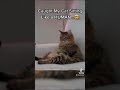 Mizkif Catches Chompy Sitting Like A Human Mizkif Catches Chompy Sitting Like A Human