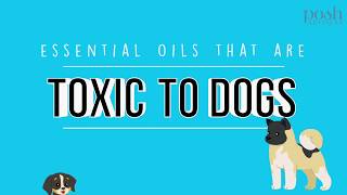 Common Essential Oils that are toxic to dogs