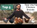 Top 5 Egg Laying Chicken Breed || सबसे ज़ादे अण्डे देने वाली मुर्गिया || Free Range Chicken Farming