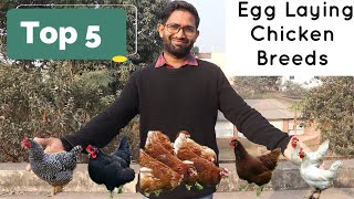 Top 5 Egg Laying Chicken Breed || सबसे ज़ादे अण्डे देने वाली मुर्गिया || Free Range Chicken Farming