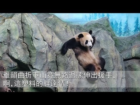 《熊貓早晚安》雅韻曲折下山竟無路過熊伸出援手，啊，這塑料的胖達情！ | iPanda