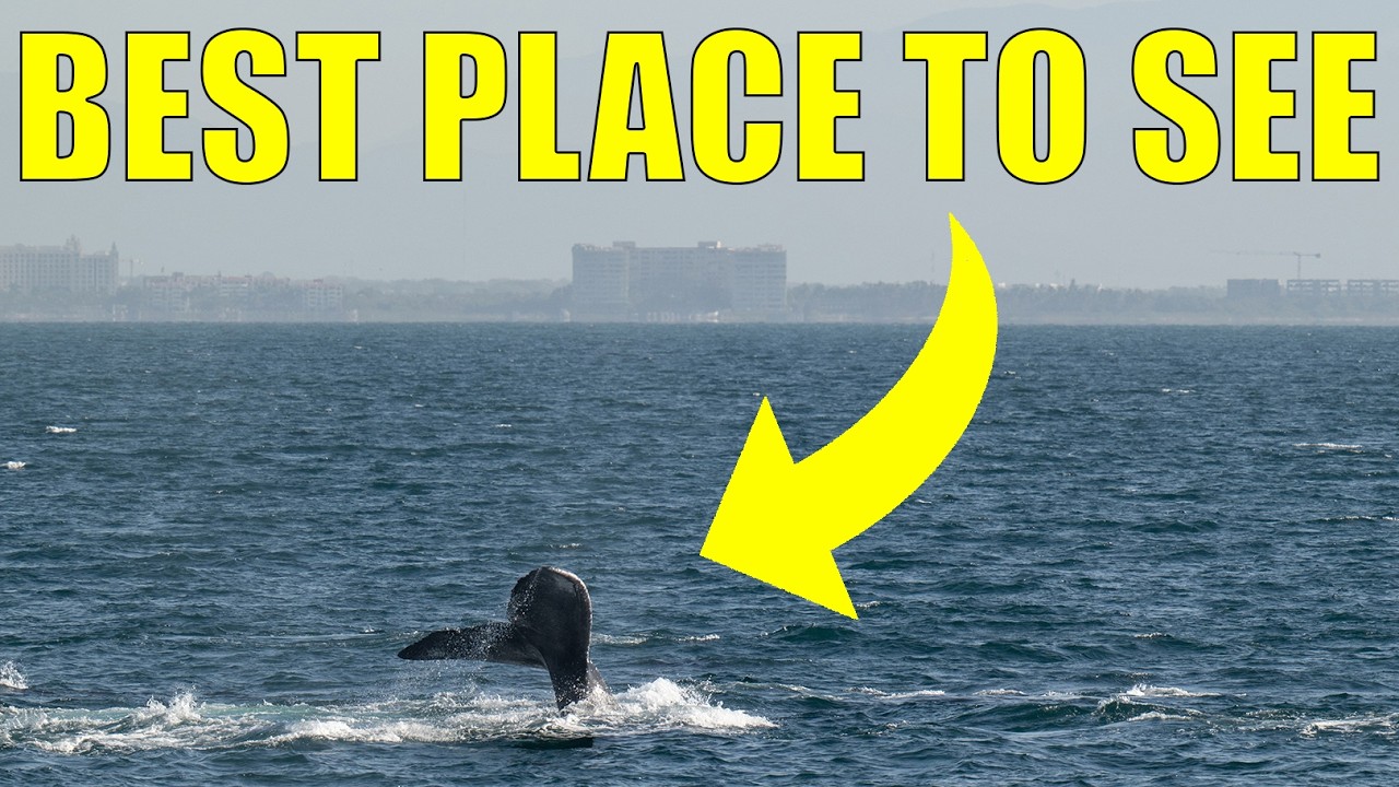 EPIC Whale Watching Tour in Puerto Vallarta, Mexico