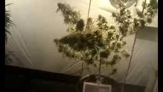 Cannabis college o.g kush grow !