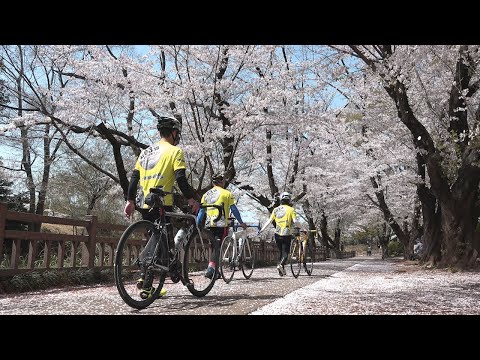 城之内公園の桜 (ソメイヨシノ) ~2021年3月31日~ Cherry Blossoms Blooming : 大泉の小泉城址 (群馬県邑楽郡大泉町城之内) : 4K