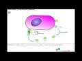 Complement system (Alternative pathway)