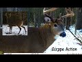Whitetail deer buck checks out the scrape trail cam capture