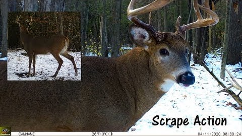Whitetail Deer Buck Checks Out The Scrape (Trail Cam Capture)