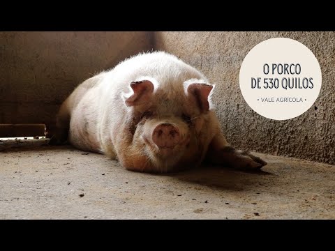 Vídeo: O Segredo Do Sangue Azul E A Aparência De Um Porco Doméstico - Visão Alternativa