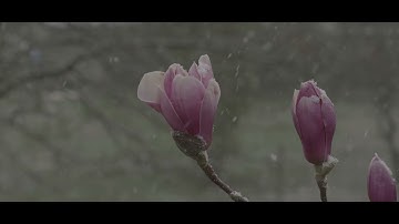 Short Video Test: Lumix S5 with Panasonic 85mm F1.8