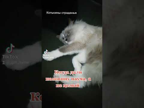 Вселенские Котькины страдания🐱 #кот #cat #cats #смешные #грусть #котики #умка #gifthunter #котэ
