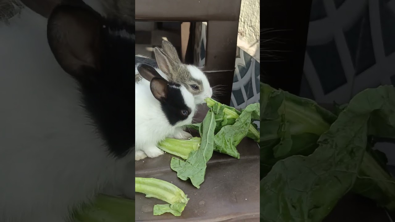 Cute babies rabbits 💝💕