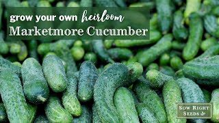 Sow Right Seeds | Marketmore Cucumbers