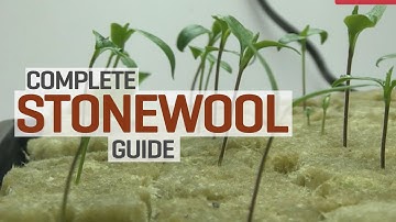 Rockwool Hydroponics Propagation and Transplanting Complete Guide